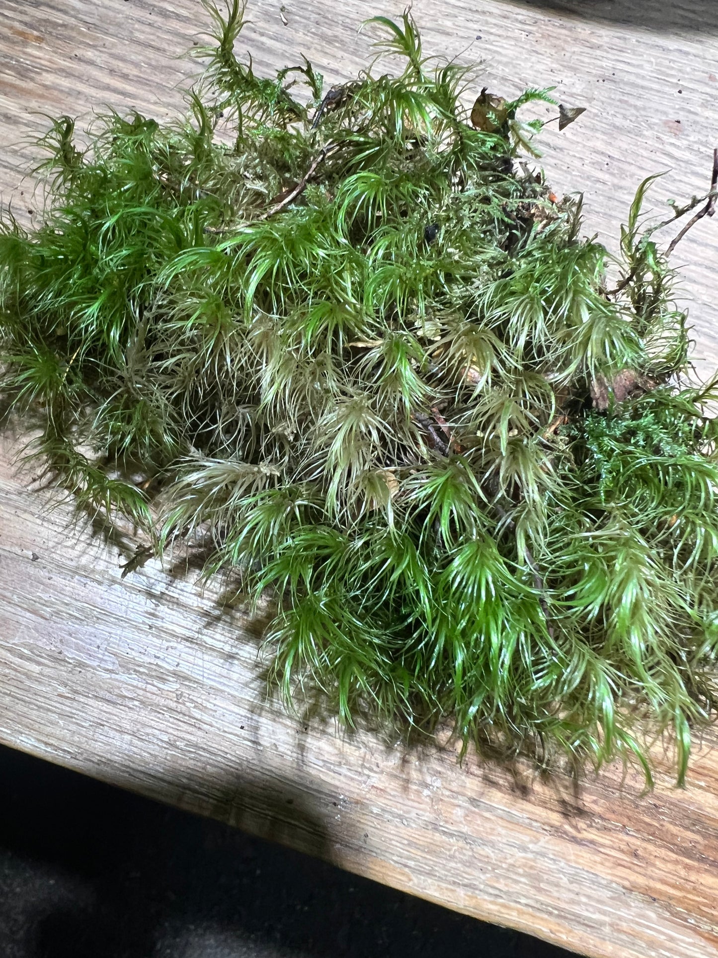 Fork Moss Dicranum sp.