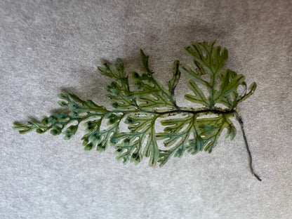 Filmy fern:  Abrodictyum caudatum