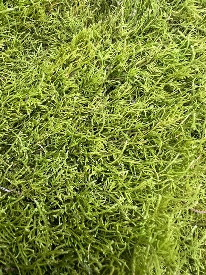 Mini Fern Moss: Heterocladium Moss
Member of Thuidium family