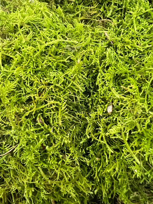 Mini Fern Moss: Heterocladium Moss
Member of Thuidium family