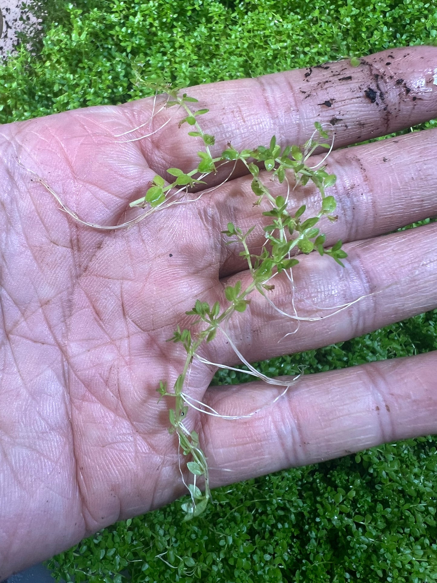 Pearlweed Hemianthus glomeratus