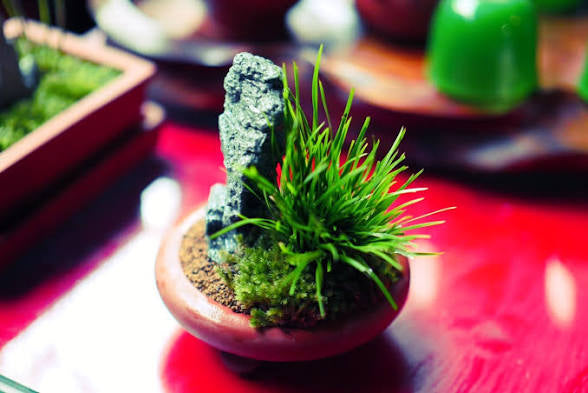 Acorus gramineus ‘Compact form’ rare plant