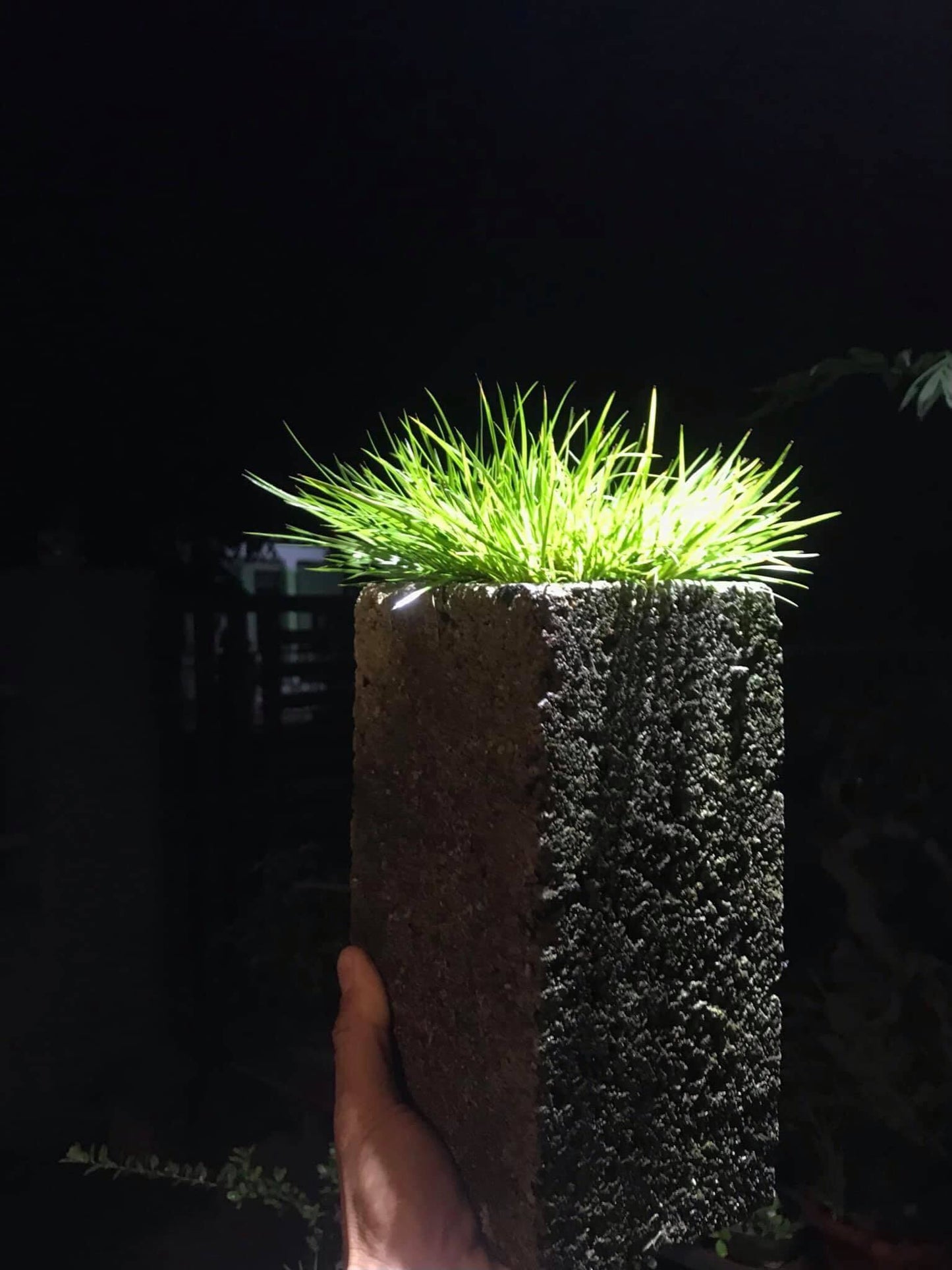 Acorus gramineus ‘Compact form’ rare plant