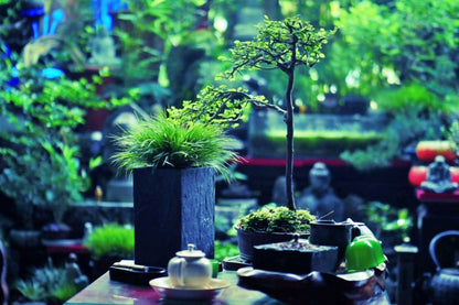 Acorus gramineus ‘Compact form’ rare plant