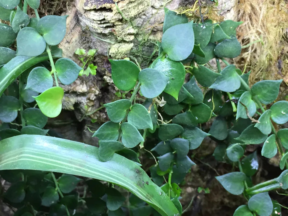 Dischidia sp Var