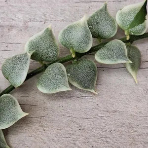 Dischidia sp Var