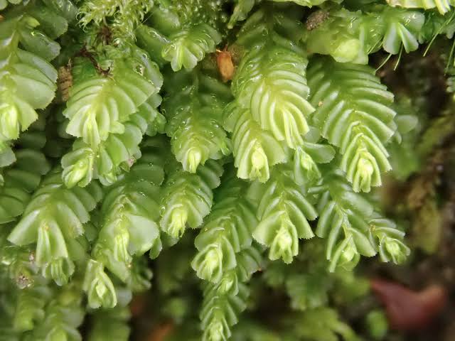 Featherwort Plagiochila sp