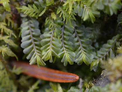 Featherwort Plagiochila sp