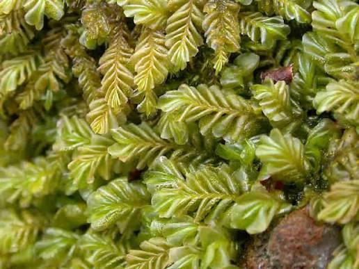 Featherwort Plagiochila sp