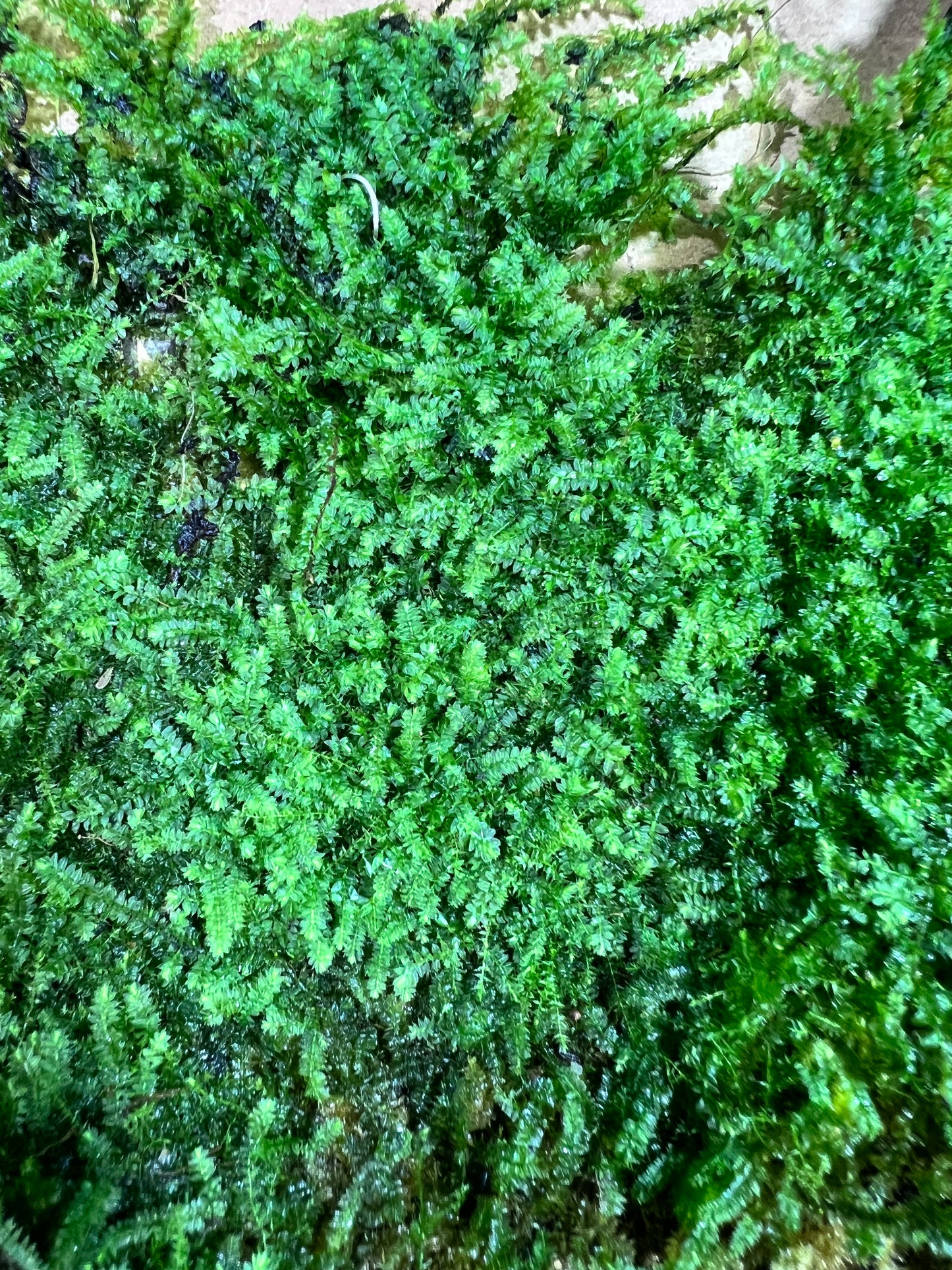 Sheet Moss Racopilum cuspidigerum