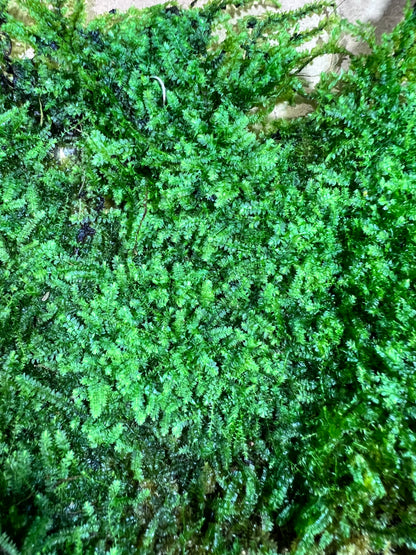 Sheet Moss Racopilum cuspidigerum