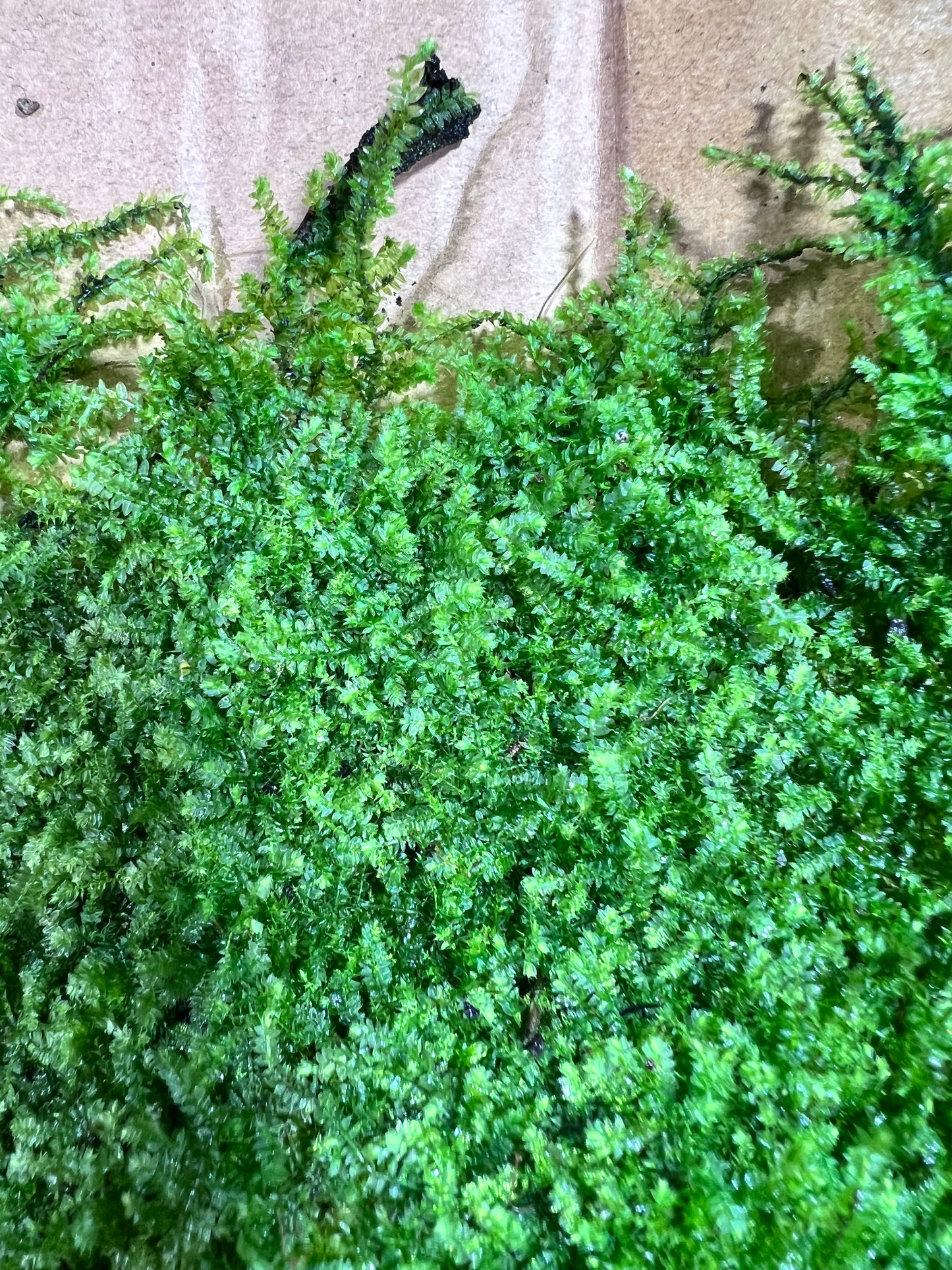 Sheet Moss Racopilum cuspidigerum