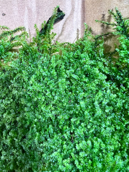 Sheet Moss Racopilum cuspidigerum