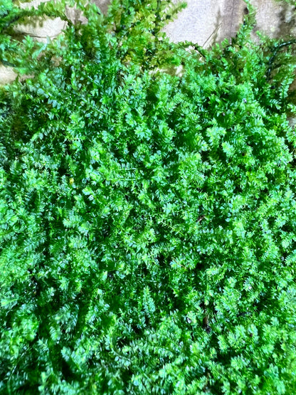 Sheet Moss Racopilum cuspidigerum