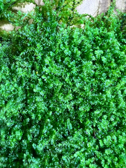 Sheet Moss Racopilum cuspidigerum