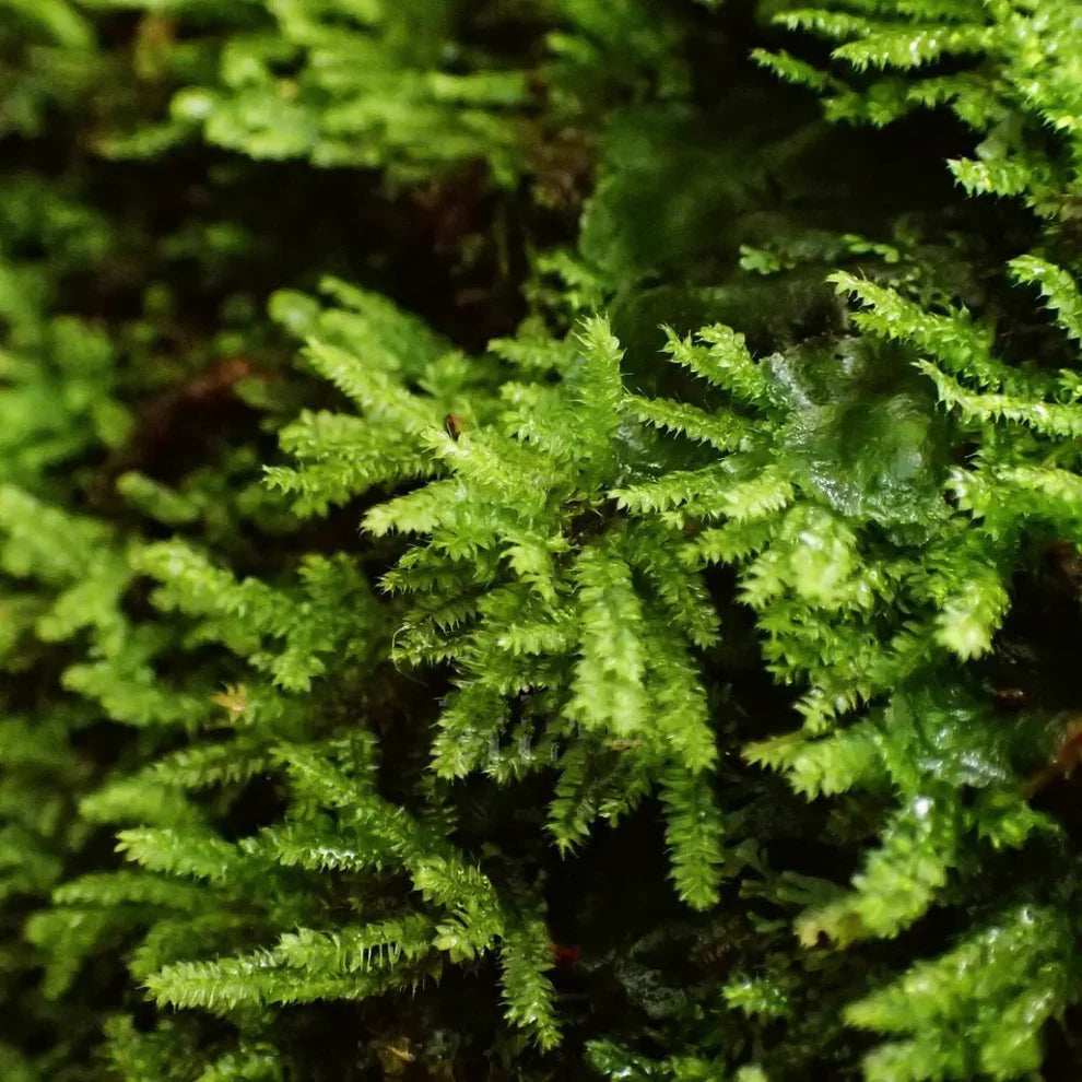 Sheet Moss Racopilum cuspidigerum