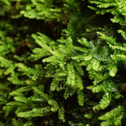Sheet Moss Racopilum cuspidigerum