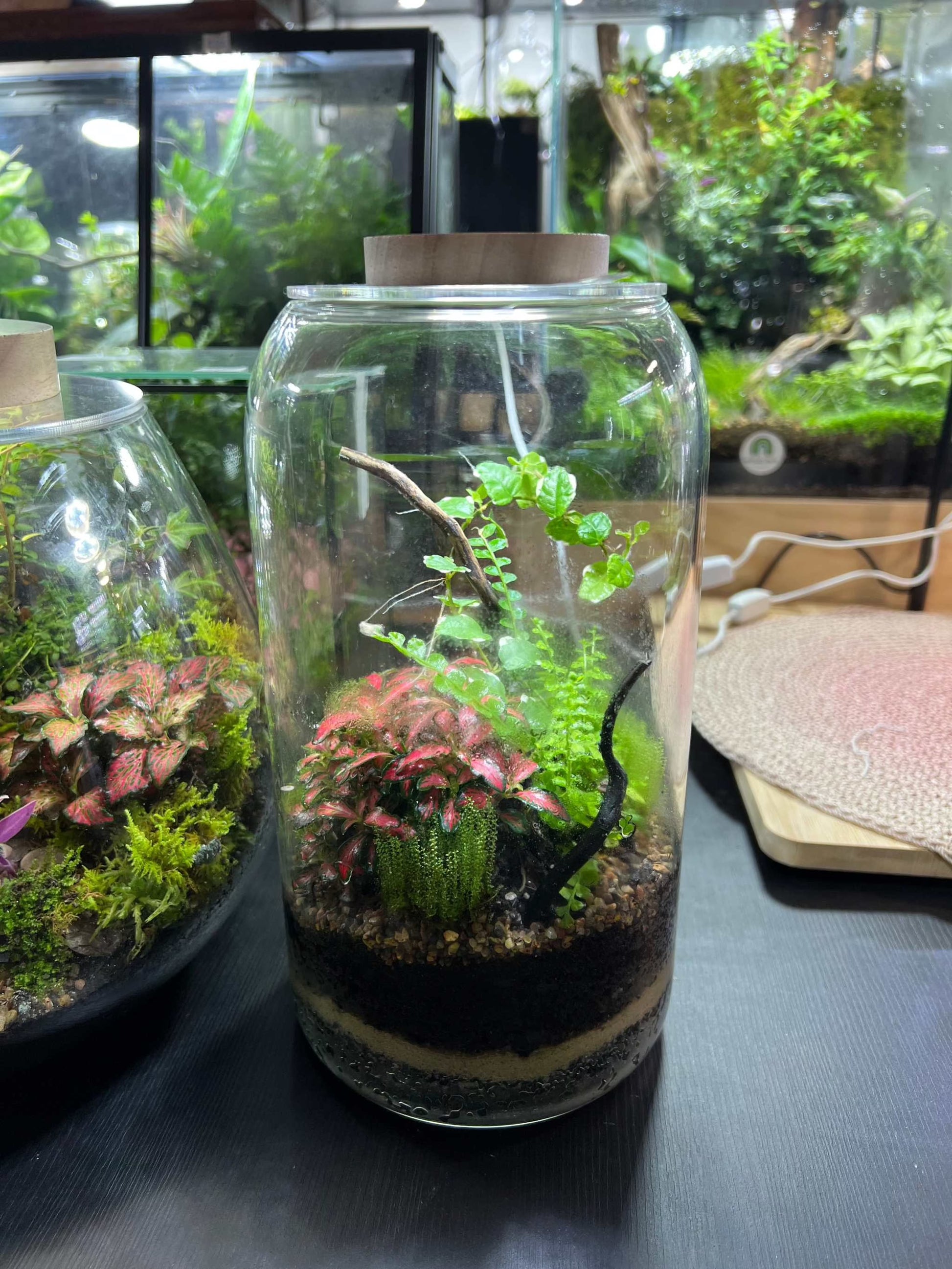 6500k light top for plants