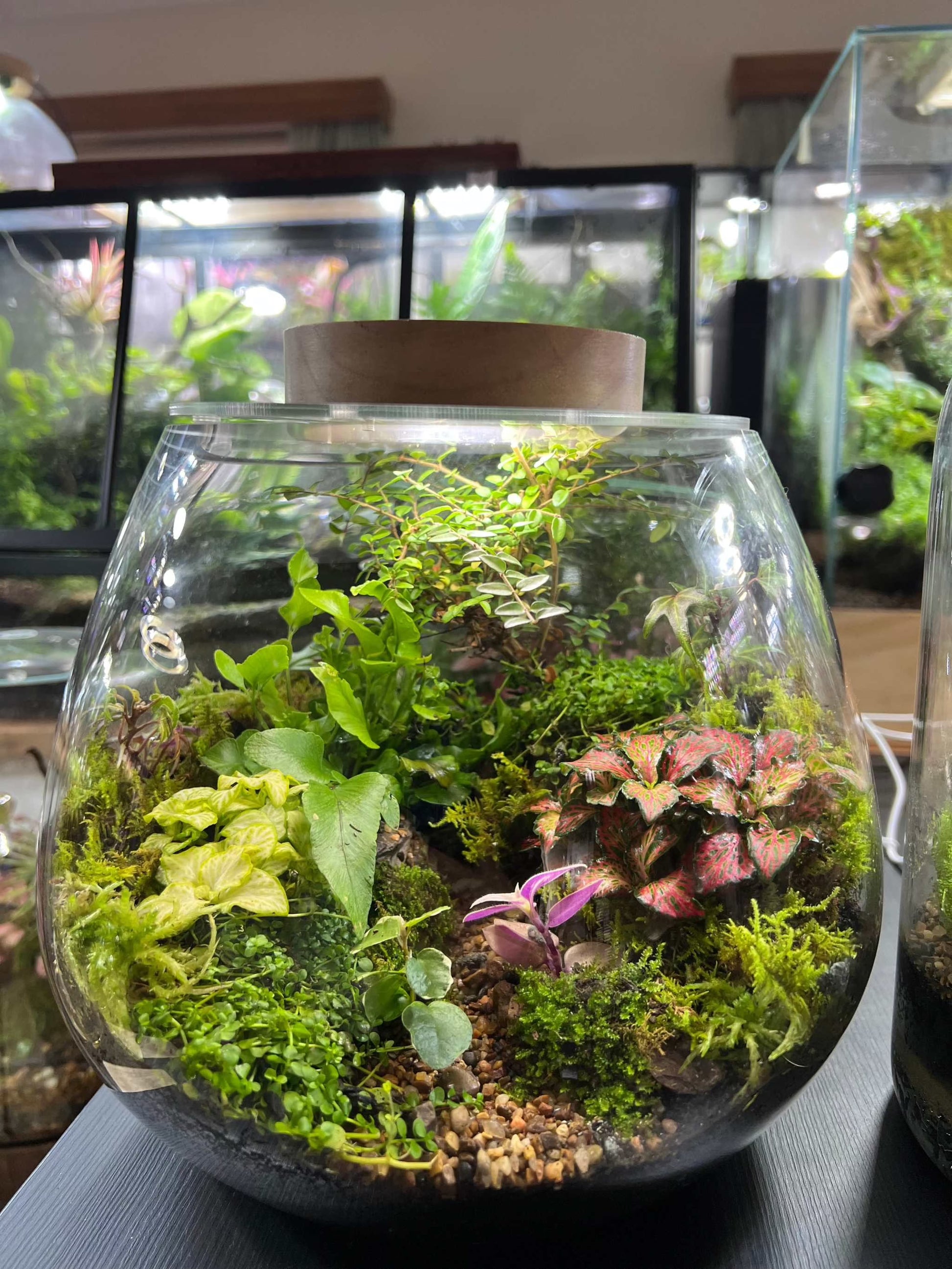 6500k light for online plants