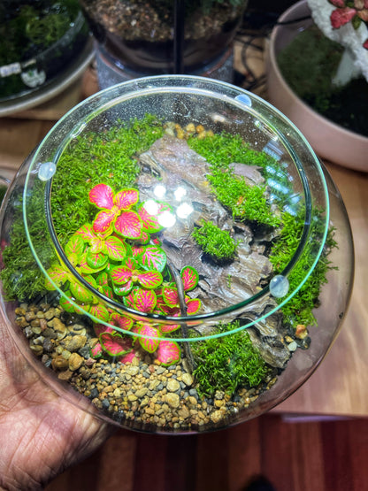 UFO terrarium