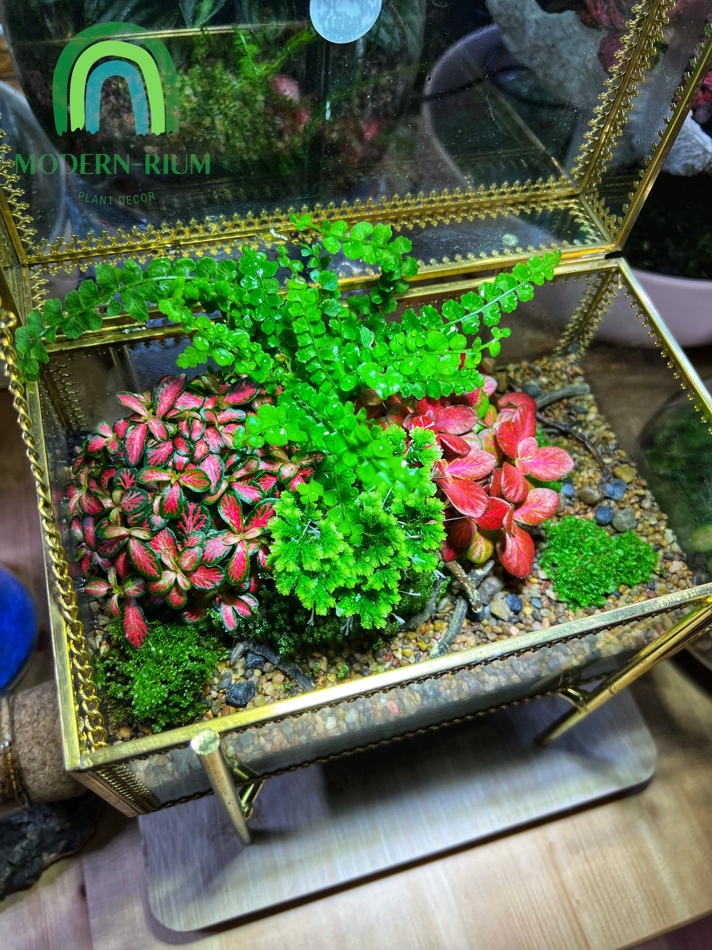 Serene Beauty Enclosed: Terrarium 20x17x17 - A Captivating Miniature World