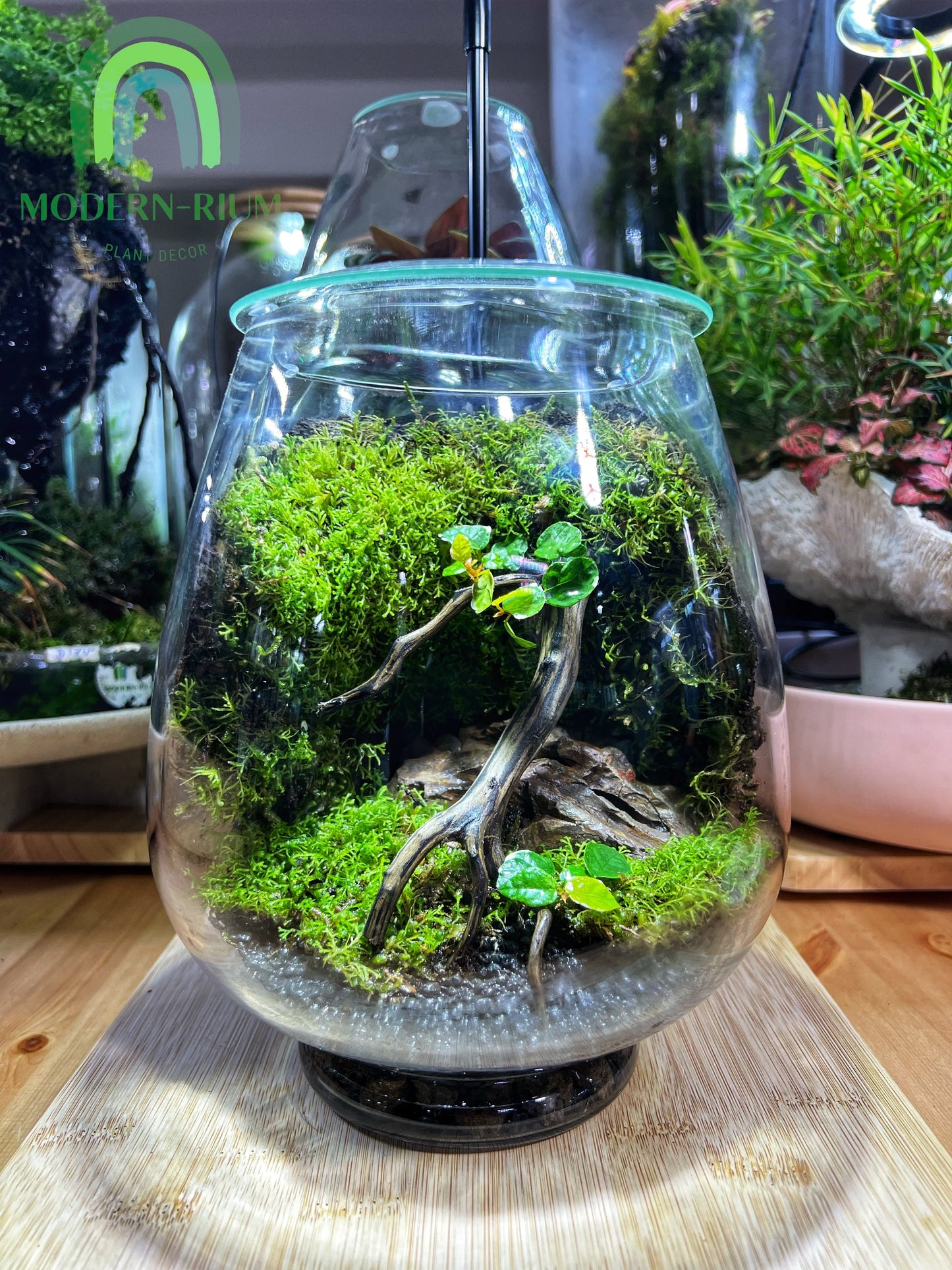 Terrarium Mosswall Mushroom Bowl