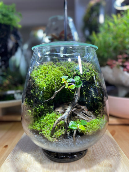 Terrarium Mosswall Mushroom Bowl