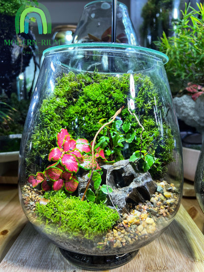 Terrarium Mosswall Mushroom Bowl