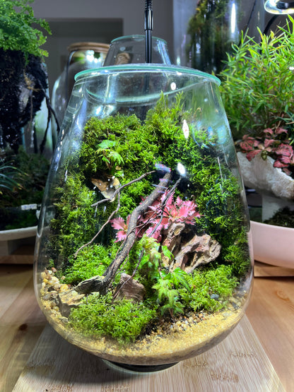 Terrarium Mosswall Mushroom Bowl