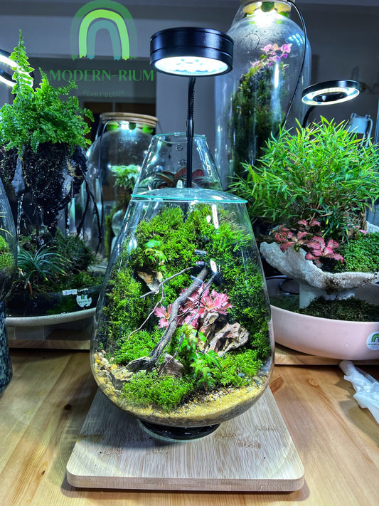 Terrarium Mosswall Mushroom Bowl