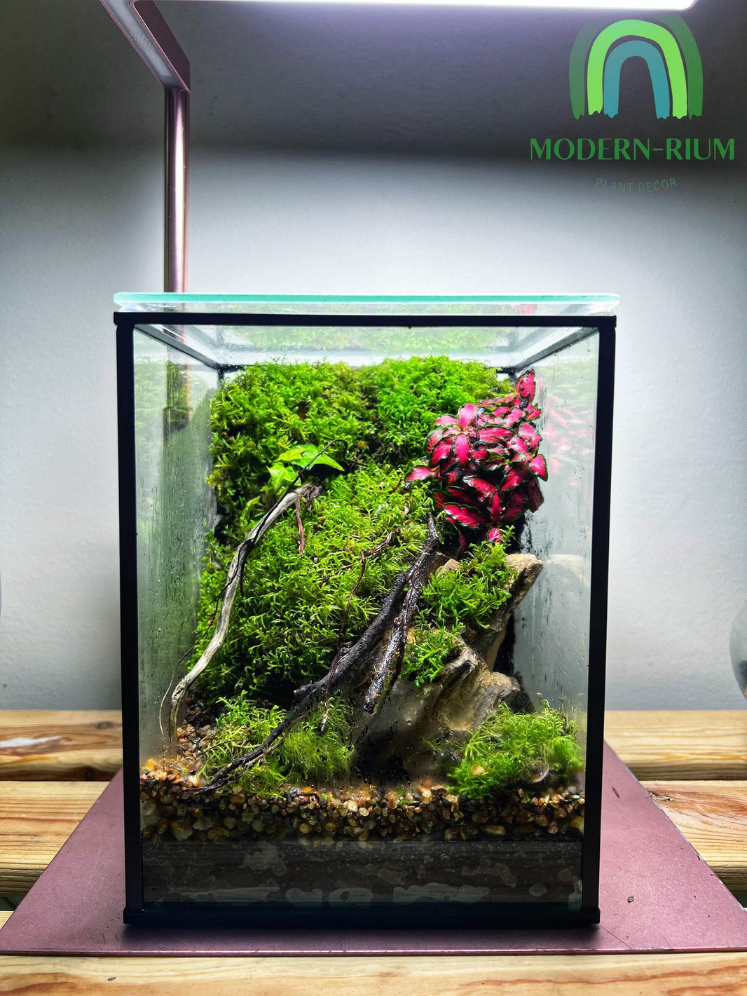 Collections Explore Terrariums readymade in Melbourne – Page 2 – modernrium