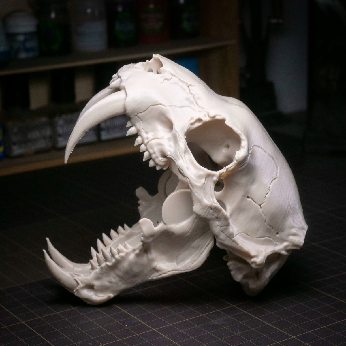Sabre-tooth tiger skull ornament detail
