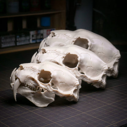 Sabre-tooth tiger skull ornament detail