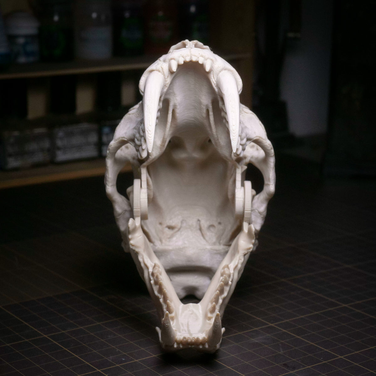 Sabre-tooth tiger skull ornament detail