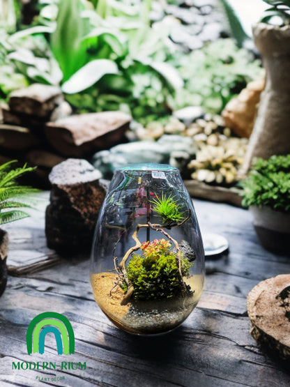 Oasis of Elevation – A Floating Garden Terrarium