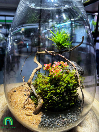 Oasis of Elevation – A Floating Garden Terrarium