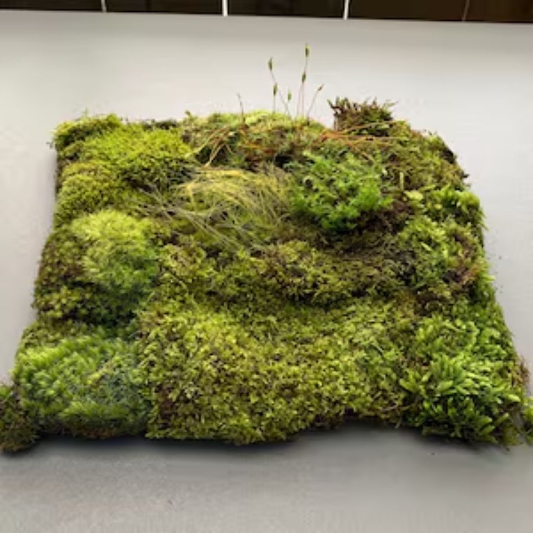 Terrestrial Mosses Mixed Pack