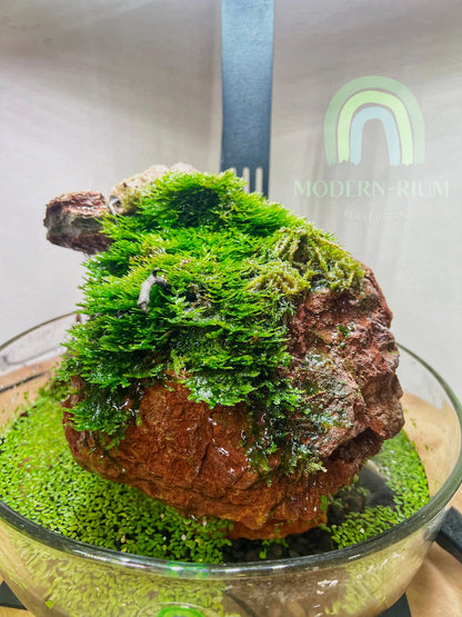 Mossy Oasis – Tranquil Paludarium with Lush Greenery and Moss Rock