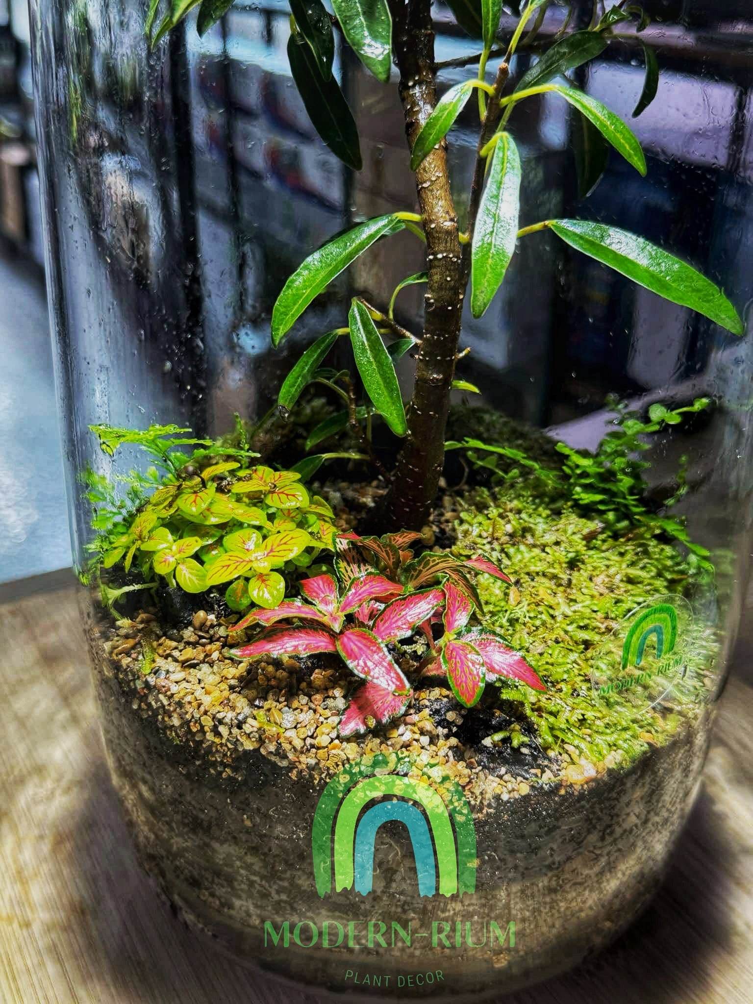 miniature plants for terrariums australia Redwood Rise – EcoCourier Series
