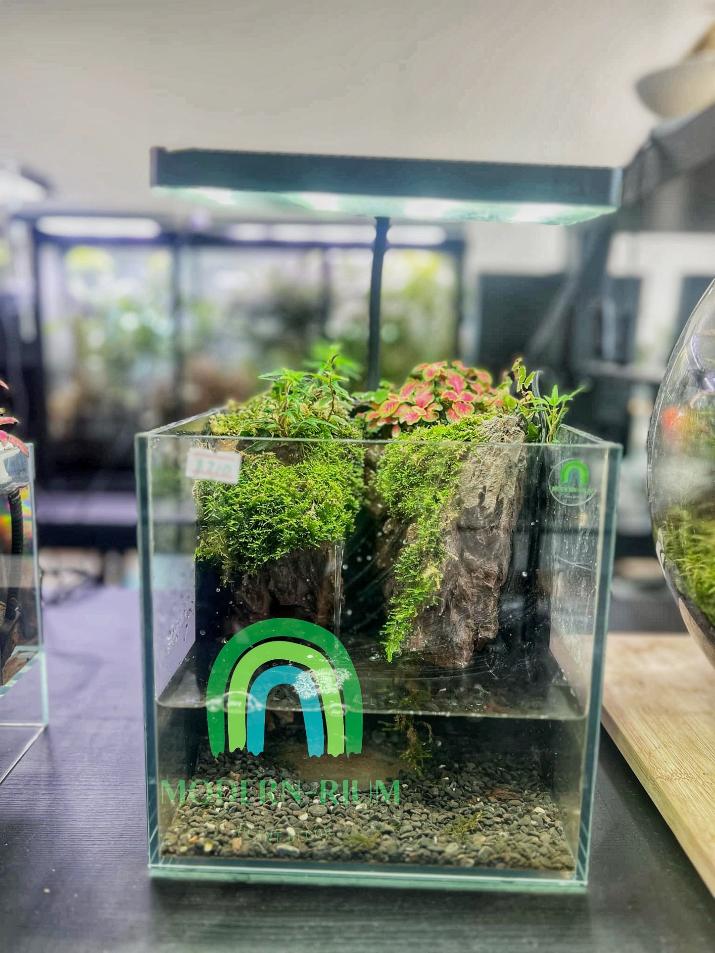 🌿 Verdant Falls – Elevated Moss Paludarium