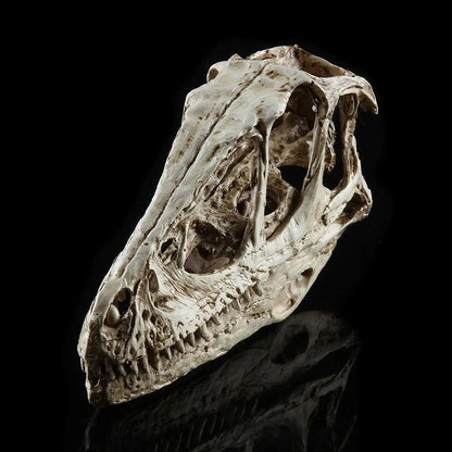 Raptor – Bone