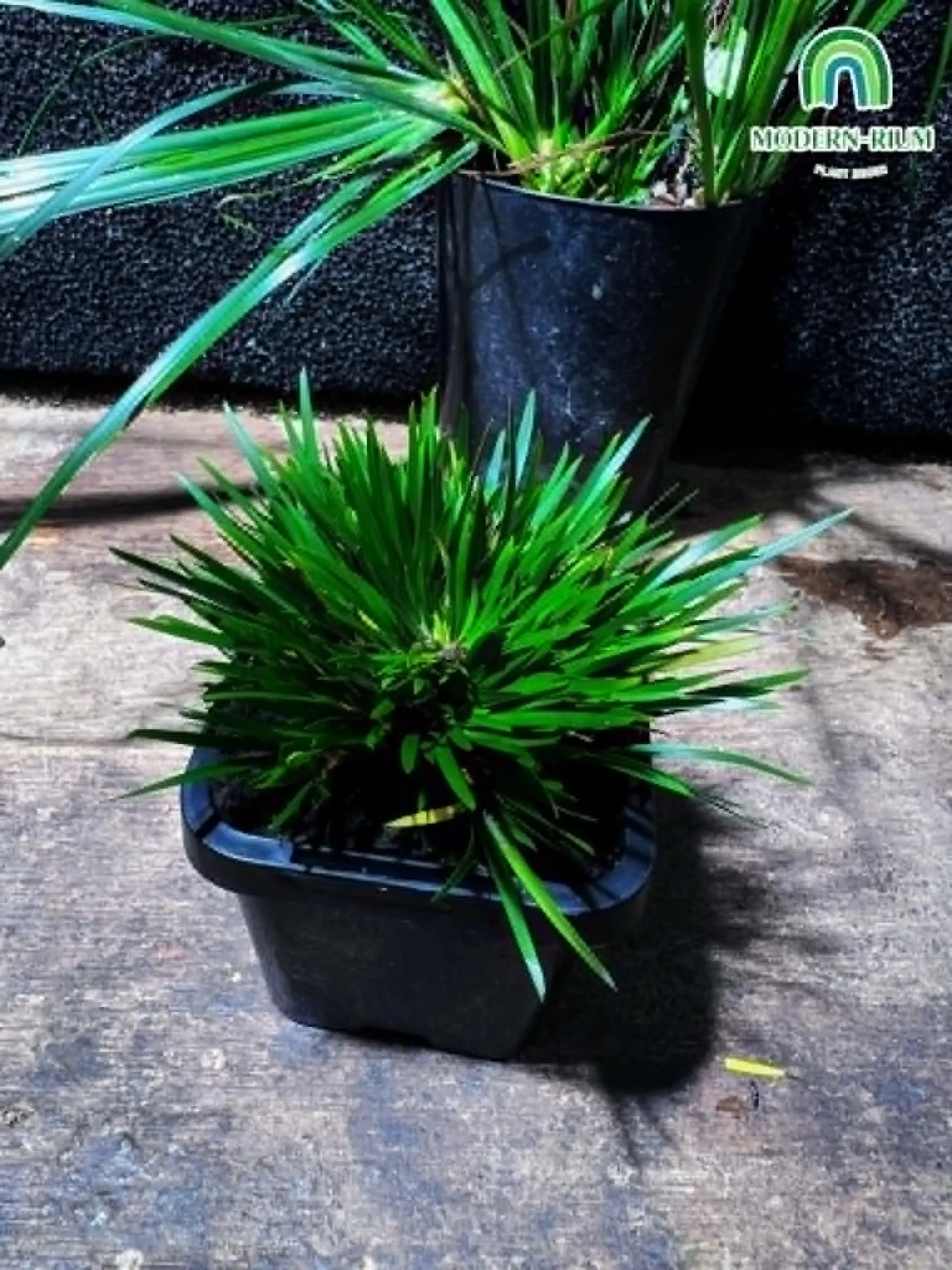 Acorus gramineus ‘Compact form’ rare plant