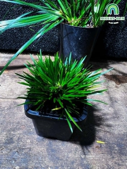 Acorus gramineus ‘Compact form’ rare plant