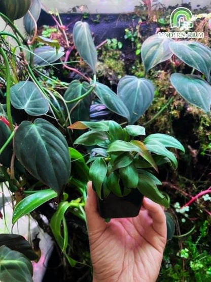 Philodendron micans