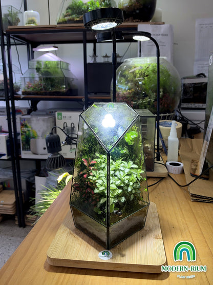 Emerald Prism ready-made terrarium by Modernrium