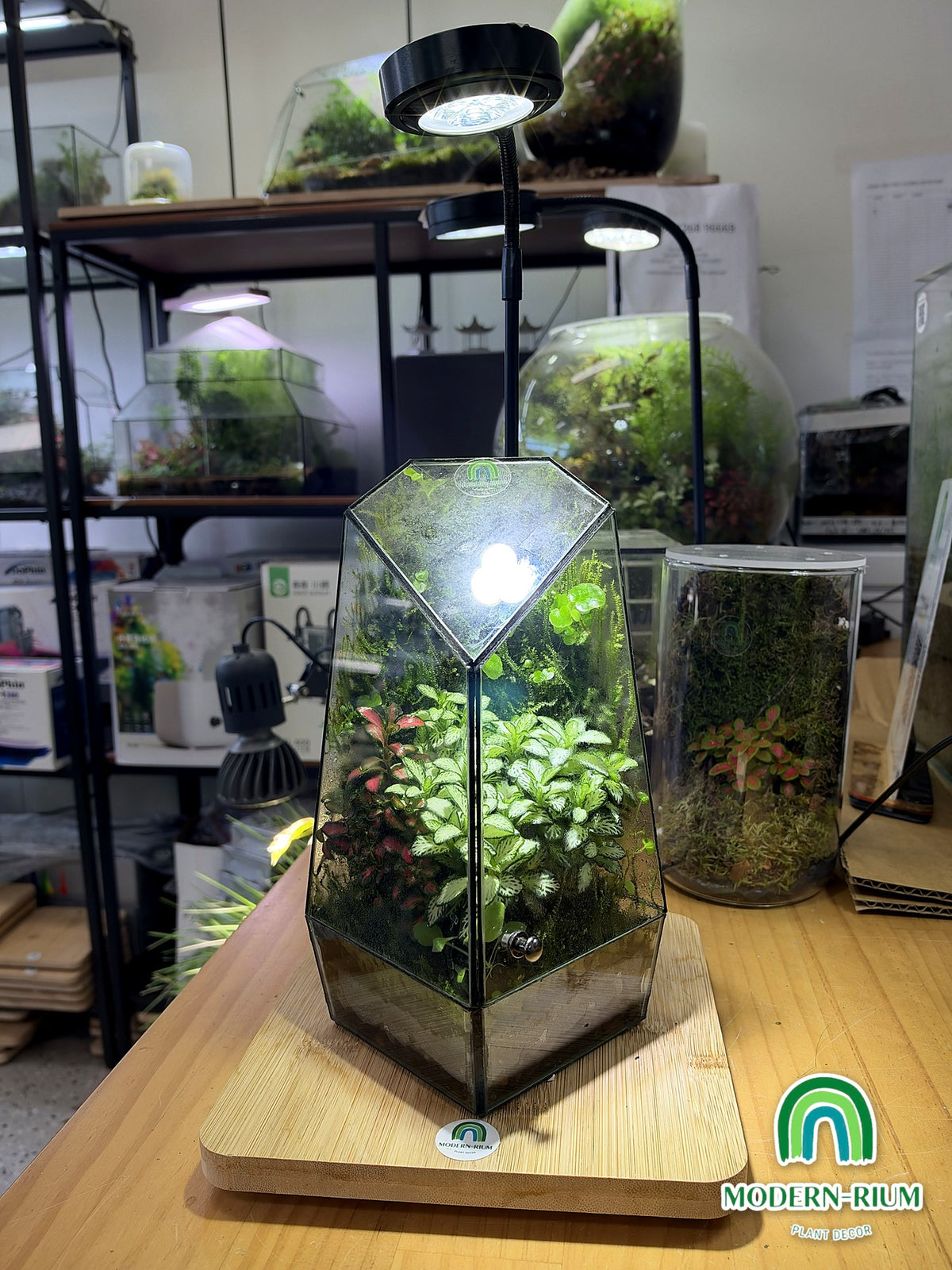 Emerald Prism ready-made terrarium – view 2