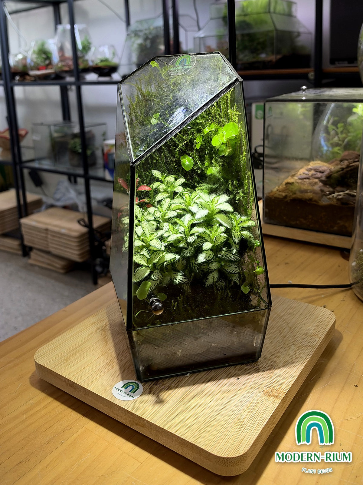 Emerald Prism ready-made terrarium – view 3