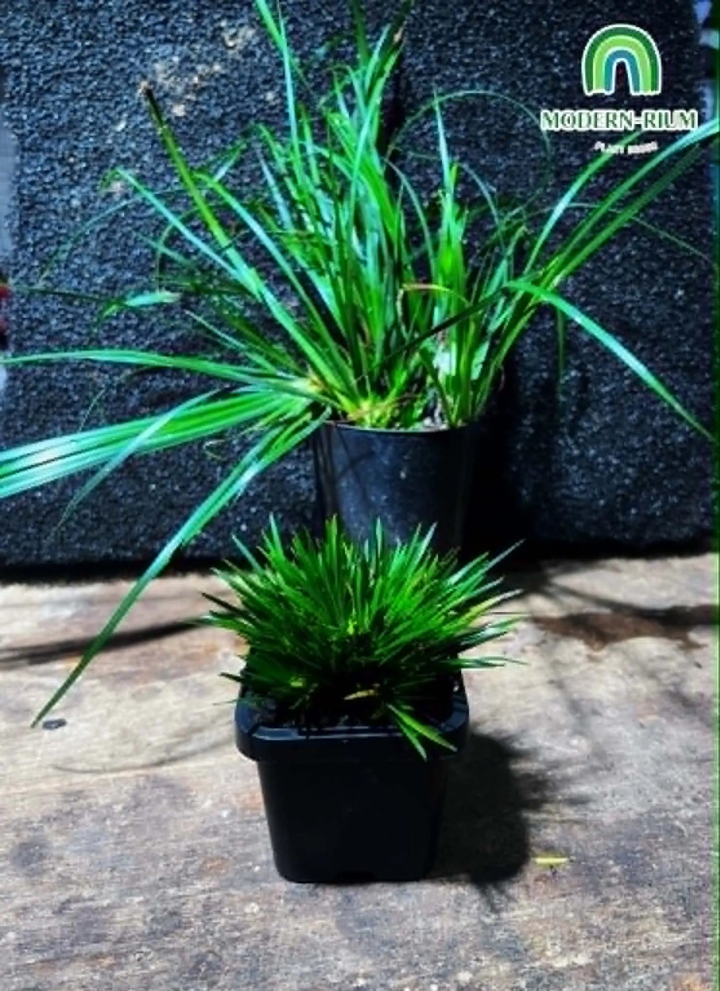 Acorus gramineus ‘Compact form’ rare plant