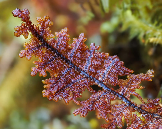 Fan Moss

Gackstroemia (Lepidolaenaceae)