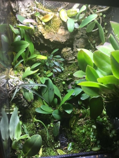 Miniature orchid Bulbophylum sp